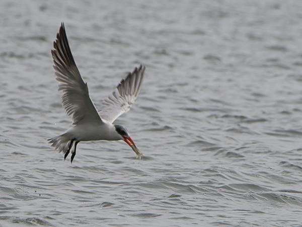 <h3><a href="/trips/srilanka/biota/animalia/chordata/aves/024 charadriiformes/017 laridae/hydroprogne caspia/hydroprogne caspia-nl.html">Hydroprogne&nbsp;caspia</a> / Caspian&nbsp;tern / Reuzenstern</h3>NIKON D500 met AF-S Nikkor 80-400mm f/4.5-5.6G ED VR, 1/1000 sec  bij F9.0, ISO 400, afstand 35.4&nbsp;m